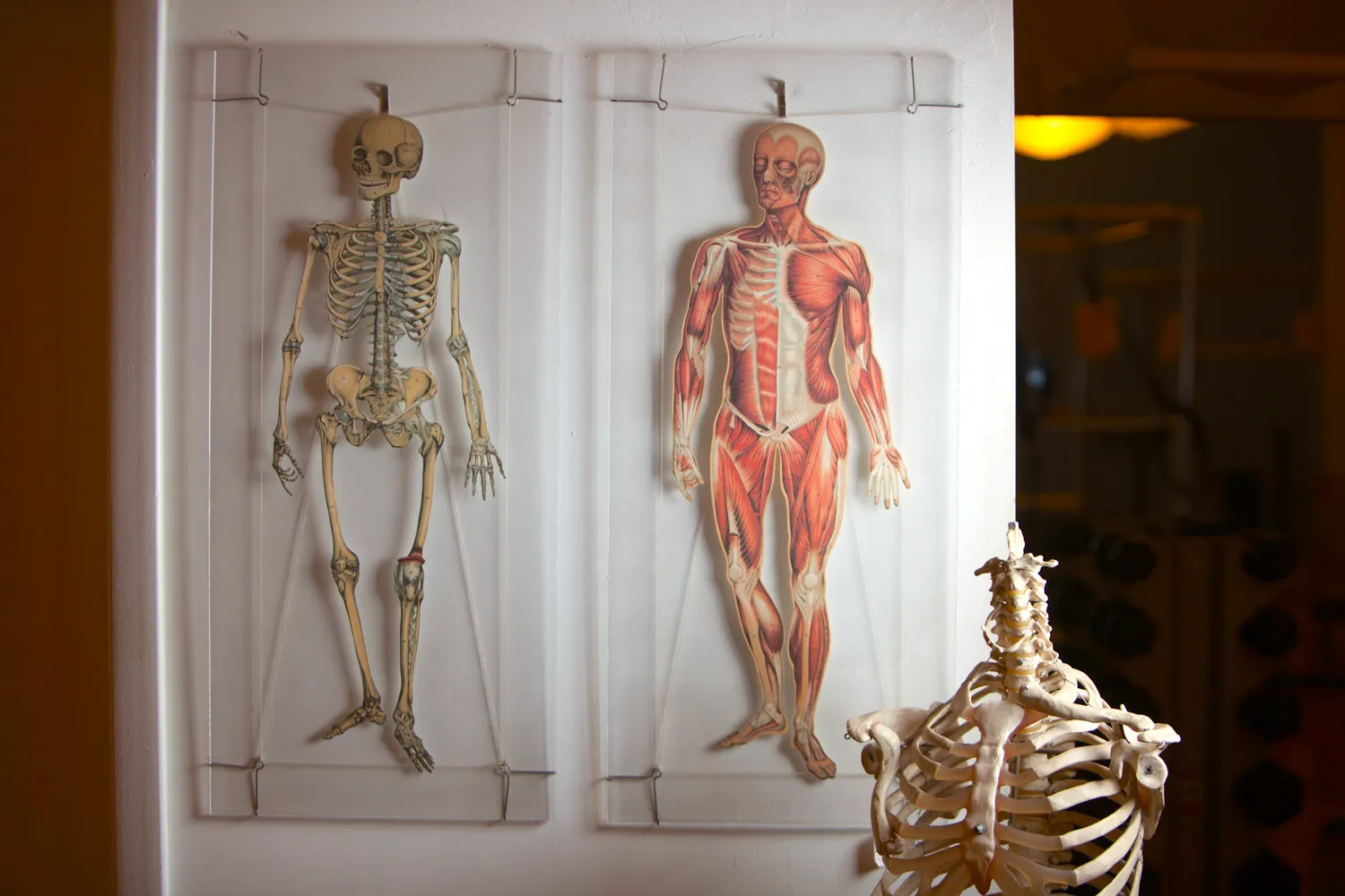 Skeleton bones and muscle_Courtesy of Kinected